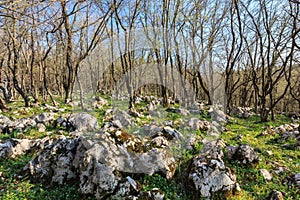 Ciucaru Mare Mountains