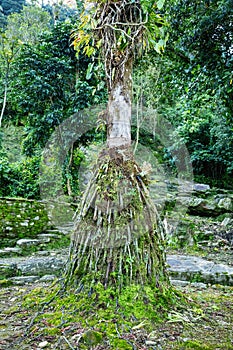 Ciudad Perdida, ancient ruins in Sierra Nevada mountains. Santa Marta, Colombia wilderness photo