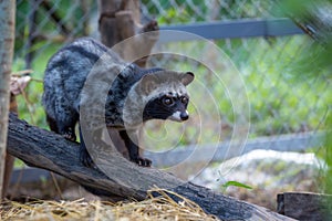 A civet cat in coffee garden photo