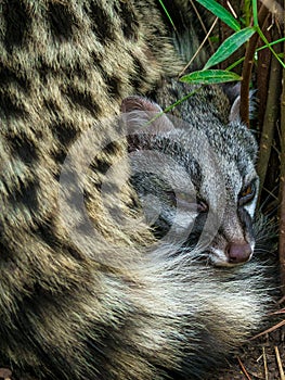 Civet cat lying down hidden in the bushes