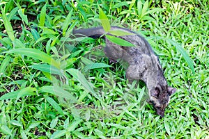Civet cat searching for food in Bali Indonesia photo