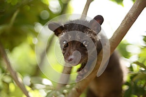 Civet Cat on Tree photo