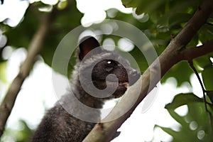 Civet Cat on Tree photo