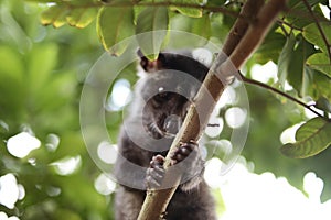 Civet Cat on Tree photo