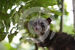 Civet Cat on Tree photo