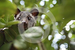 Civet Cat on Tree photo