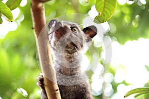 Civet Cat on Tree photo