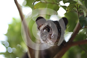 Civet Cat on Tree photo