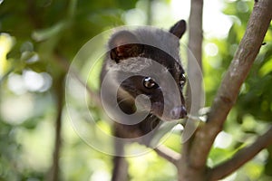 Civet Cat on Tree photo