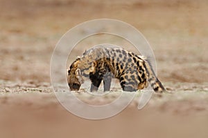 Civet, Civettictis Civetta, in the desert, MAna Pools NP, Zimbabwe, Africa. Beautiful animal, hunting in the night. African civet