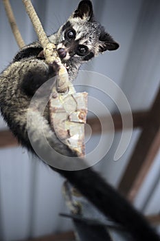 Civet look at camera while hanging on the rope