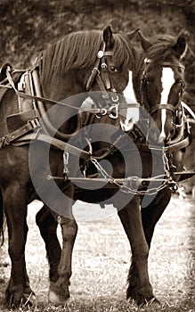 Civil War Horses