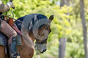 Civil war reenactment horse and rider