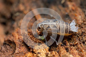 Cixiid Planthopper nymp on wood