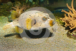 Ck Spotted or Dog Faced Puffer fish