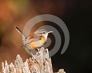 Ckoseup shot of a sweet Carolina wren bird perched on the wood on an isolated background