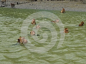 Clab-eating macaque monkeys swimming