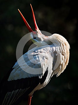 Clacking white stork on a dark background illuminated by the sun