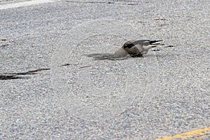 Clacks Nutcracker bathing