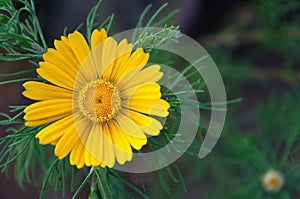 Cladanthus Arabicus Yellow Flower Closeup