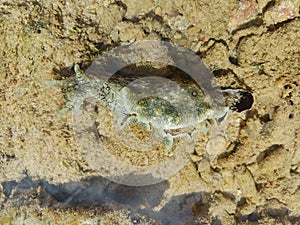 Clade Anaspidea, commonly known as the sea hare