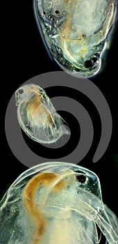Cladocera - daphnia