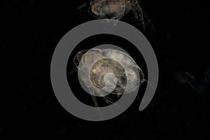 The Cladocera are an order of small crustaceans commonly called water fleas.