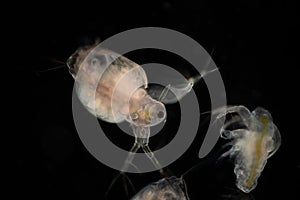 The Cladocera are an order of small crustaceans commonly called water fleas.