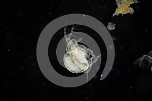 The Cladocera are an order of small crustaceans commonly called water fleas.