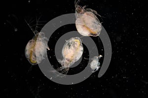 The Cladocera are an order of small crustaceans commonly called water fleas.