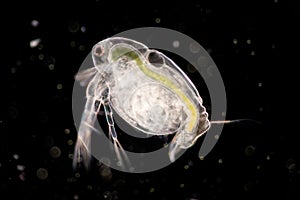 The Cladocera are an order of small crustaceans commonly called water fleas.