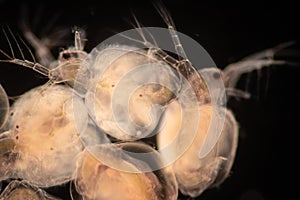 The Cladocera are an order of small crustaceans commonly called water fleas.