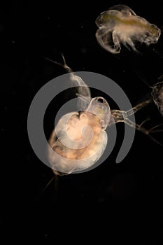 The Cladocera are an order of small crustaceans commonly called water fleas.