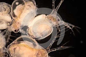 The Cladocera are an order of small crustaceans commonly called water fleas.