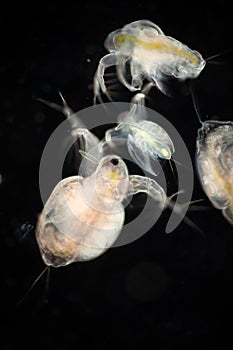 The Cladocera are an order of small crustaceans commonly called water fleas.