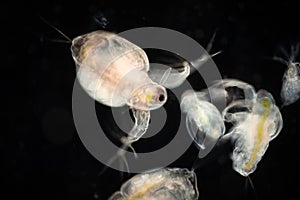 The Cladocera are an order of small crustaceans commonly called water fleas.