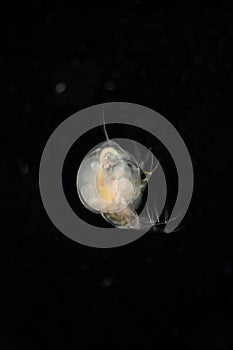 The Cladocera are an order of small crustaceans commonly called water fleas.