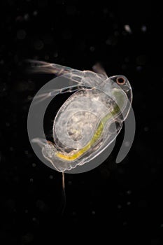 The Cladocera are an order of small crustaceans commonly called water fleas.