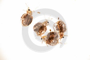 The Cladocera are an order of small crustaceans commonly called water fleas.