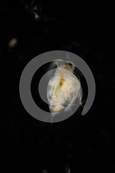 The Cladocera are an order of small crustaceans commonly called water fleas.