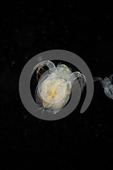 The Cladocera are an order of small crustaceans commonly called water fleas.