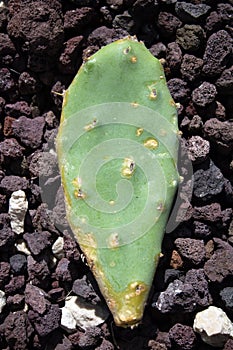 Cladode of the prickly pear