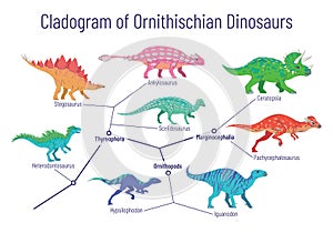 Cladogram of ornithischian dinosaurs. Vector illustration of diagram showing relations among ornithischia - thyreophora