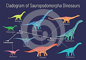 Cladogram of sauropodomorpha dinosaurs. Colorful vector illustration of diagram showing relations among sauropods - protosauropoda photo