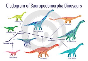 Cladogram of sauropodomorpha dinosaurs. Colorful vector illustration of diagram showing relations among sauropods - photo
