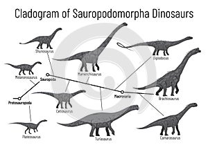 Cladogram of sauropodomorpha dinosaurs. Monochrome vector illustration of diagram showing relations among sauropods - photo