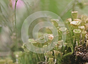 Cladonia background photo