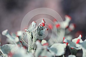 Cladonia borealis Lichen macro