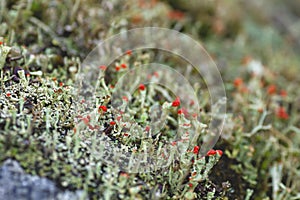 Cladonia or brithis soldier lichens groing on a rock