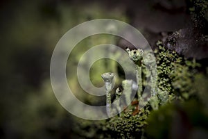 Cladonia chlorophaea, common name pixie cup lichen, in mature fruiting stage